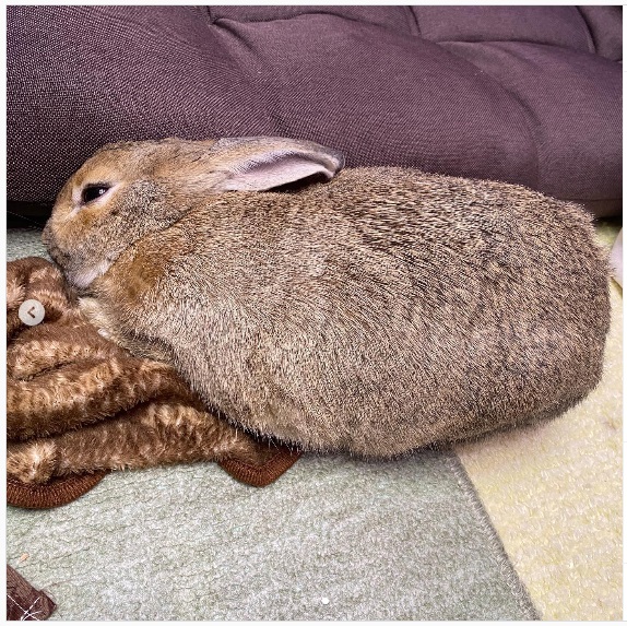 うさぎ畑,ユーザーフォト,Instagram