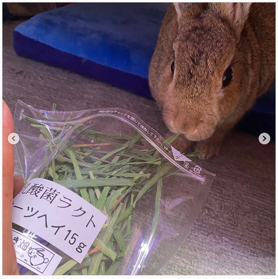 うさぎ畑,ユーザーフォト,Instagram