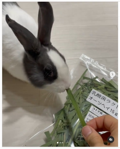うさぎ畑,ユーザーフォト,Instagram