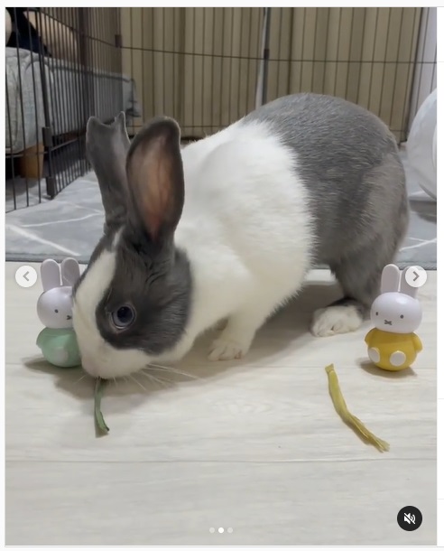 うさぎ畑,ユーザーフォト,Instagram