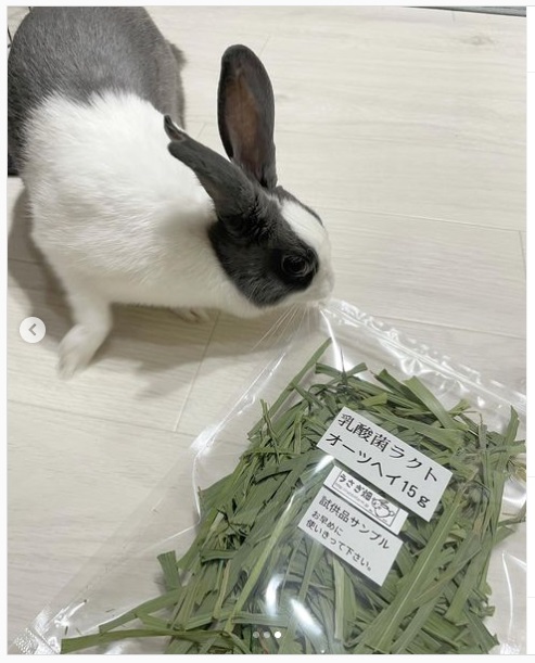 うさぎ畑,ユーザーフォト,Instagram
