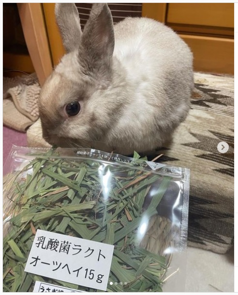 うさぎ畑,ユーザーフォト,Instagram