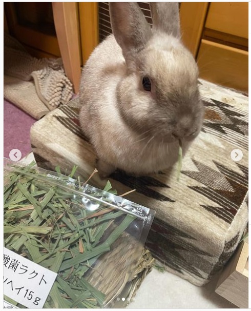 うさぎ畑,ユーザーフォト,Instagram