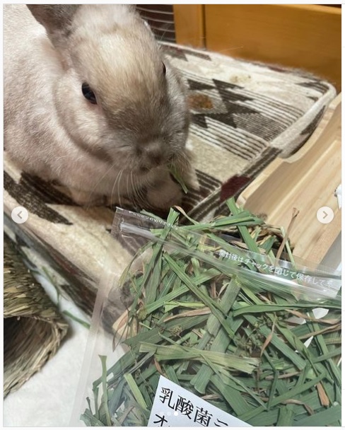 うさぎ畑,ユーザーフォト,Instagram