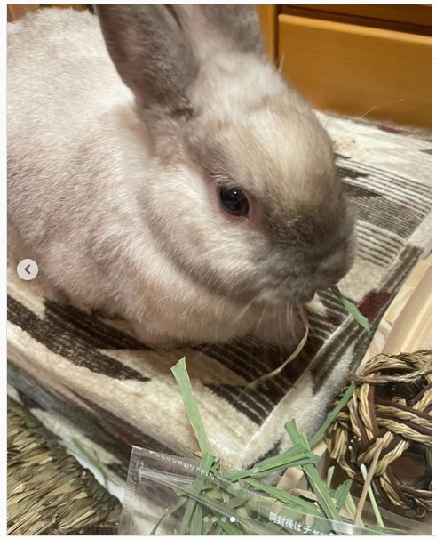 うさぎ畑,ユーザーフォト,Instagram