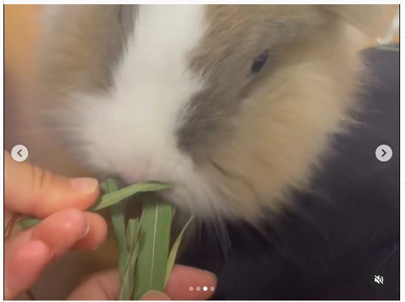 うさぎ畑,ユーザーフォト,Instagram