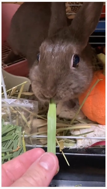 うさぎ畑,ユーザーフォト,Instagram