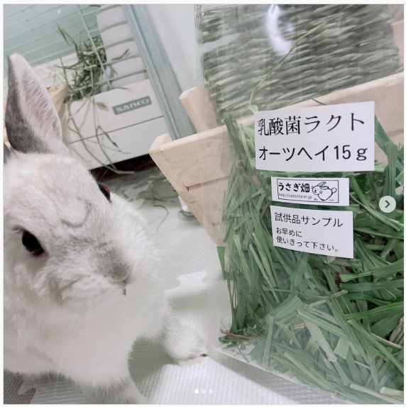 うさぎ畑,ユーザーフォト,Instagram