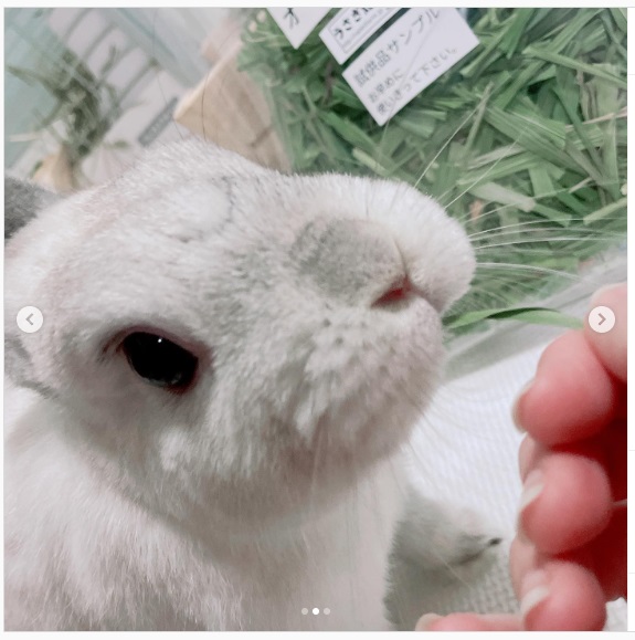 うさぎ畑,ユーザーフォト,Instagram