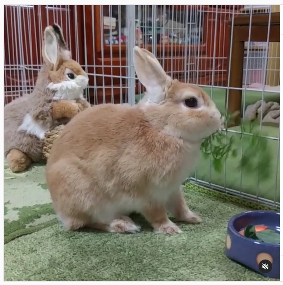 うさぎ畑,ユーザーフォト,Instagram