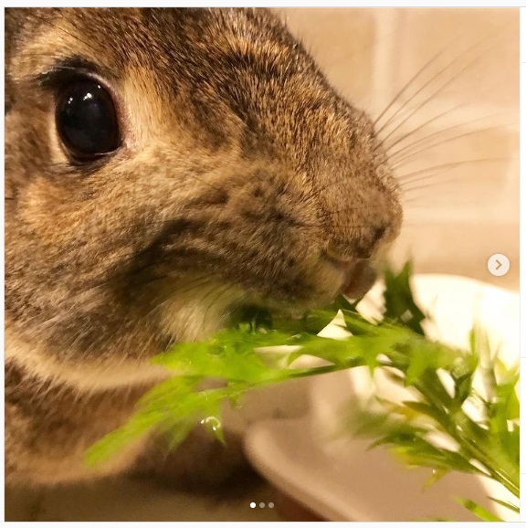 うさぎ畑,ユーザーフォト,Instagram
