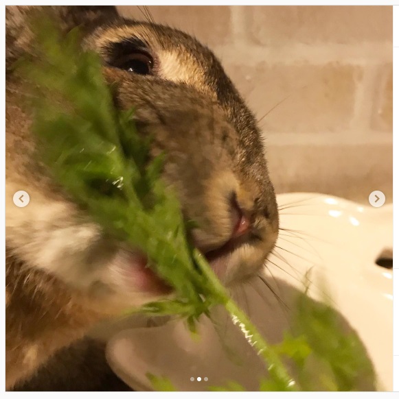うさぎ畑,ユーザーフォト,Instagram