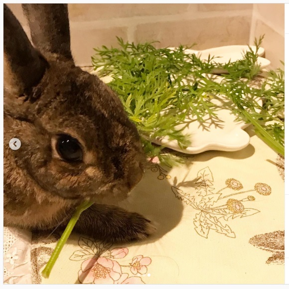 うさぎ畑,ユーザーフォト,Instagram