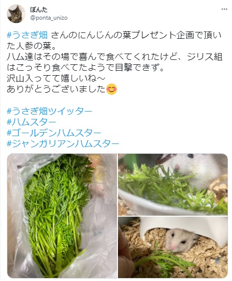 うさぎ畑,ユーザーフォト,Twitter