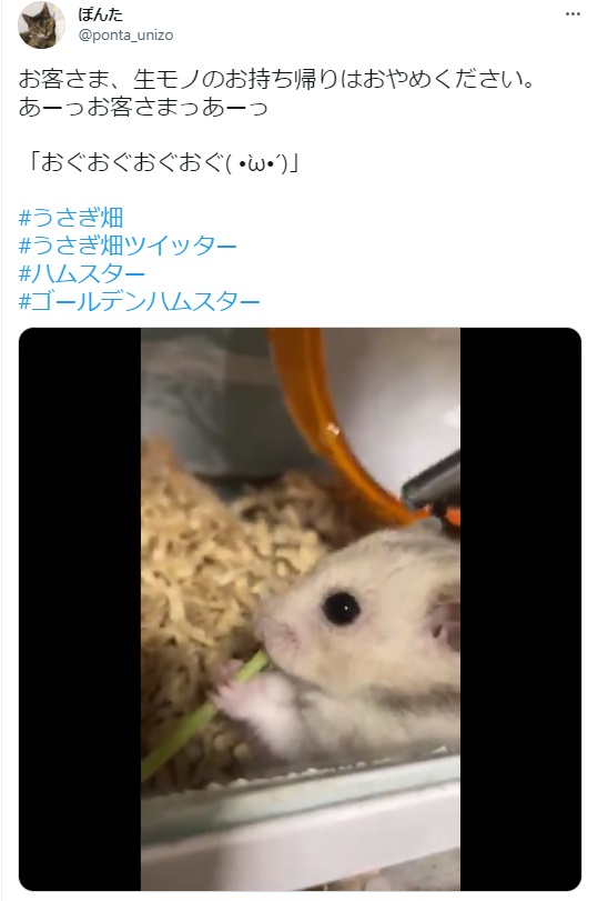 うさぎ畑,ユーザーフォト,Twitter