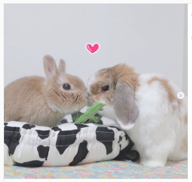 うさぎ畑,ユーザーフォト
