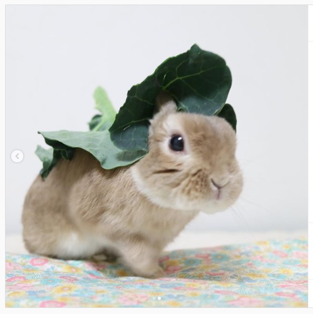 うさぎ畑,ユーザーフォト