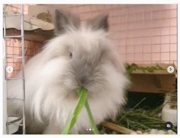 うさぎ畑,ユーザーフォト