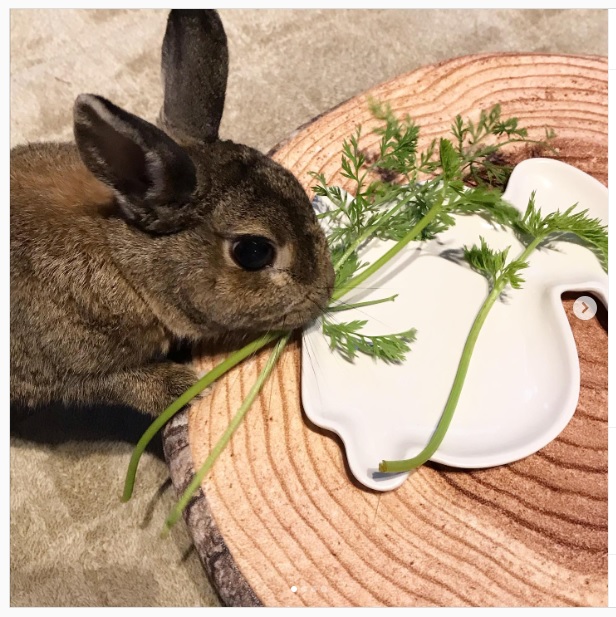 うさぎ畑,ユーザーフォト,Instagram