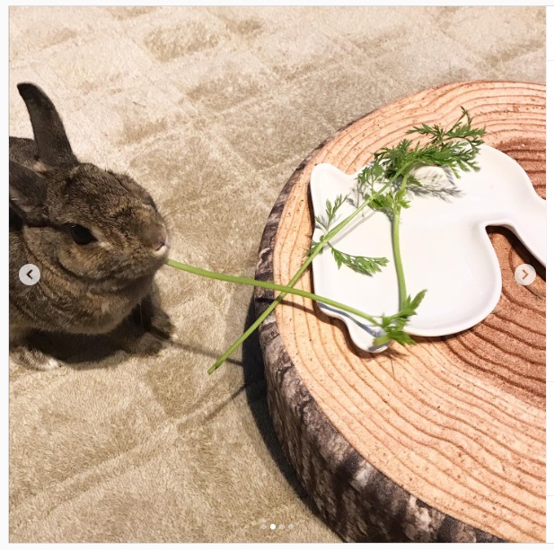 うさぎ畑,ユーザーフォト,Instagram