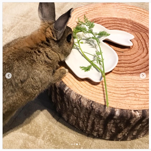 うさぎ畑,ユーザーフォト,Instagram