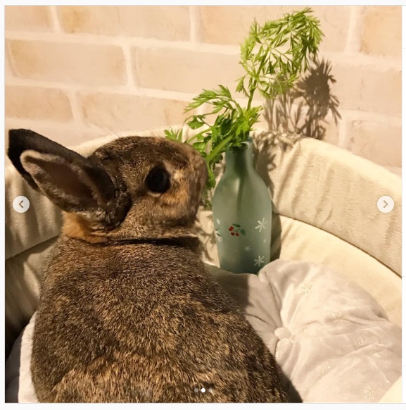 うさぎ畑,ユーザーフォト,Instagram