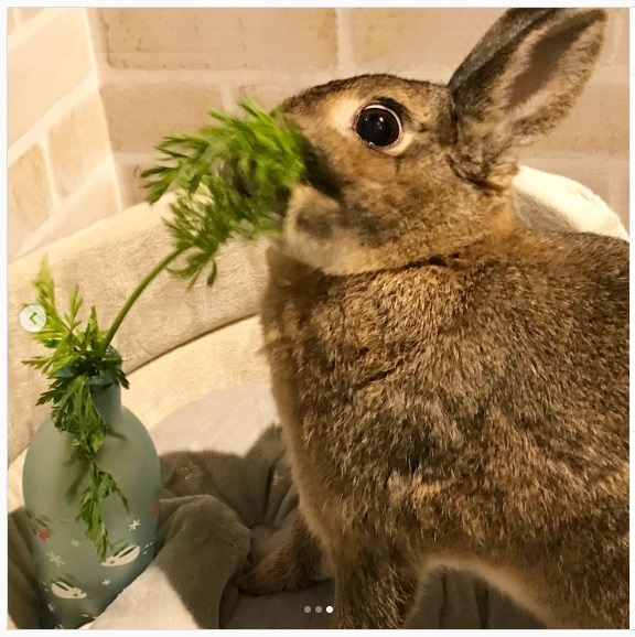 うさぎ畑,ユーザーフォト,Instagram