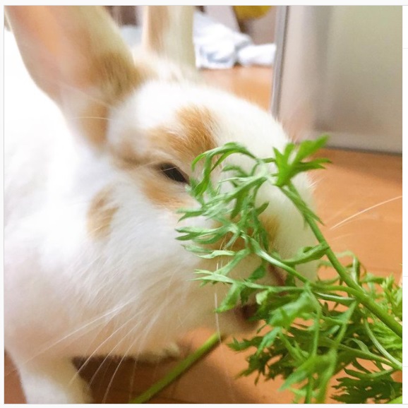 うさぎ畑,ユーザーフォト,Instagram