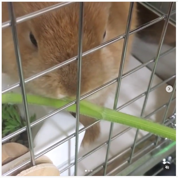 うさぎ畑,ユーザーフォト,Instagram