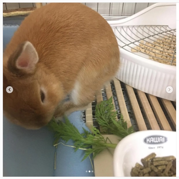 うさぎ畑,ユーザーフォト,Instagram