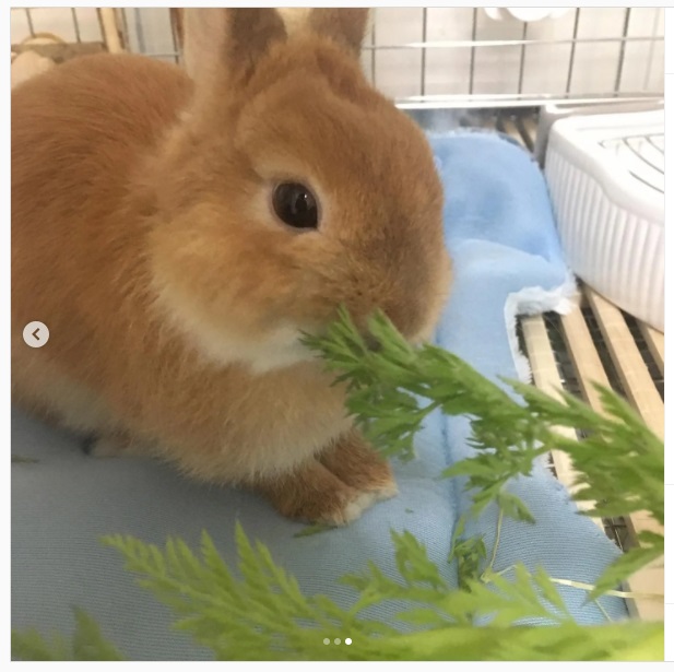 うさぎ畑,ユーザーフォト,Instagram