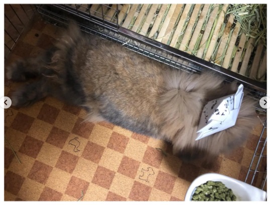 うさぎ畑,ユーザーフォト,Instagram