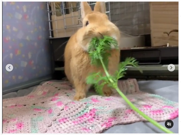 うさぎ畑,ユーザーフォト,Instagram