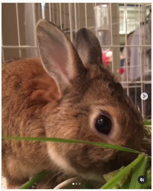 うさぎ畑,ユーザーフォト,Instagram
