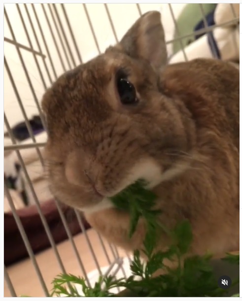 うさぎ畑,ユーザーフォト,Instagram