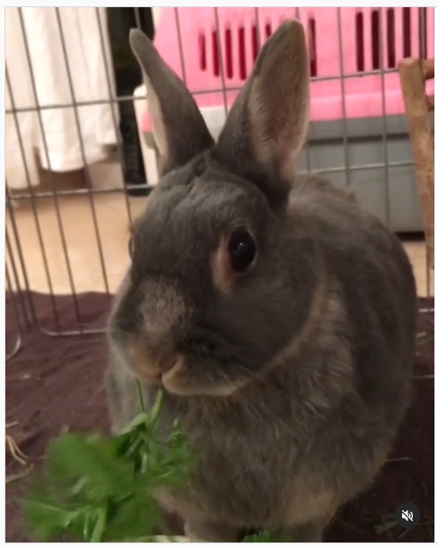 うさぎ畑,ユーザーフォト,Instagram