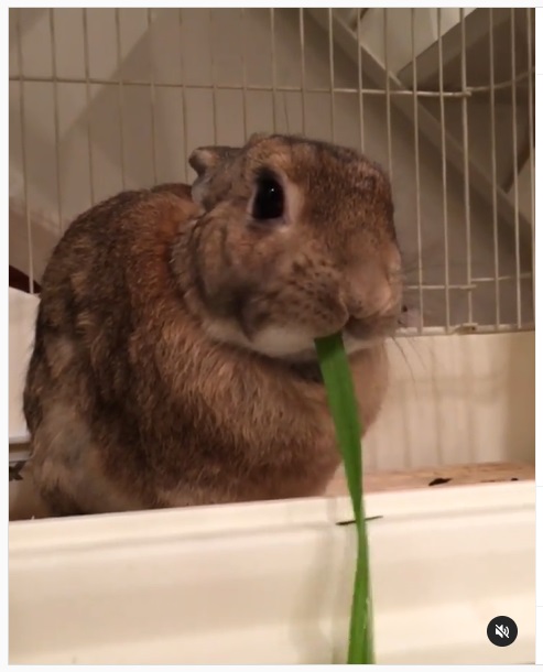 うさぎ畑,ユーザーフォト,Instagram
