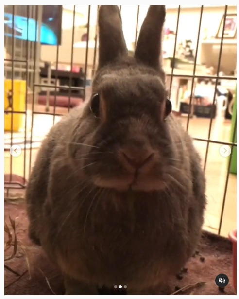 うさぎ畑,ユーザーフォト,Instagram