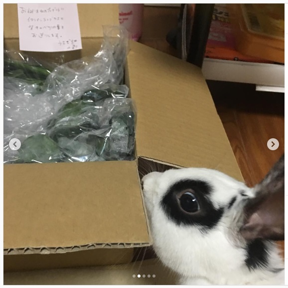 うさぎ畑,ユーザーフォト,Instagram