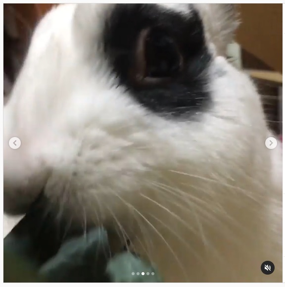 うさぎ畑,ユーザーフォト,Instagram