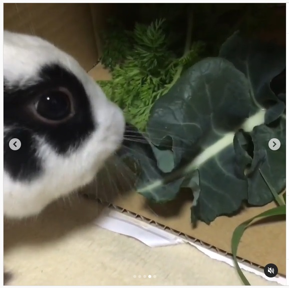 うさぎ畑,ユーザーフォト,Instagram