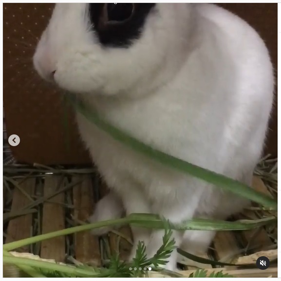 うさぎ畑,ユーザーフォト,Instagram