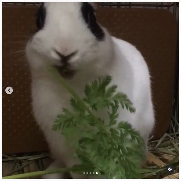 うさぎ畑,ユーザーフォト,Instagram