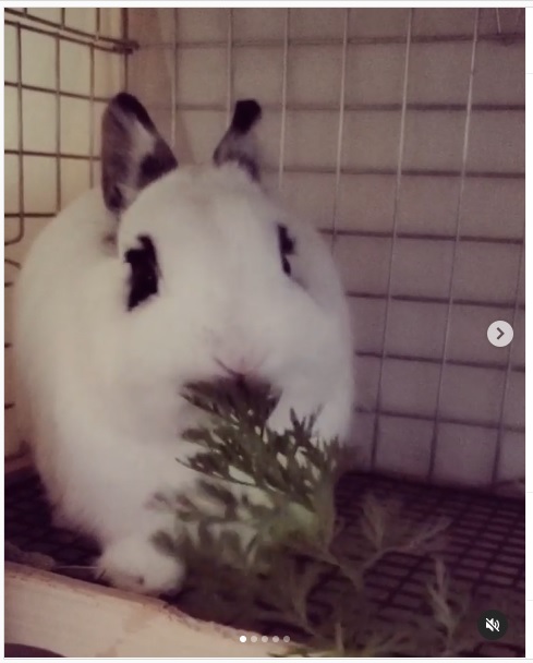 うさぎ畑,ユーザーフォト,Instagram