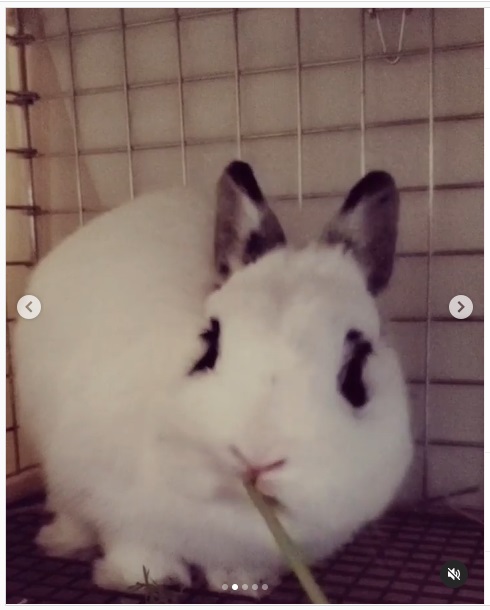うさぎ畑,ユーザーフォト,Instagram