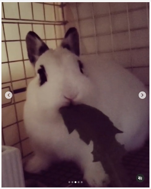 うさぎ畑,ユーザーフォト,Instagram