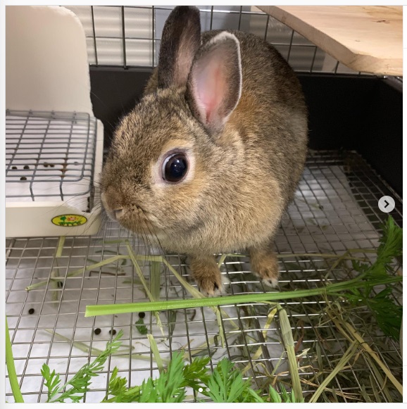 うさぎ畑,ユーザーフォト,Instagram