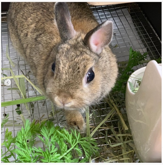 うさぎ畑,ユーザーフォト,Instagram