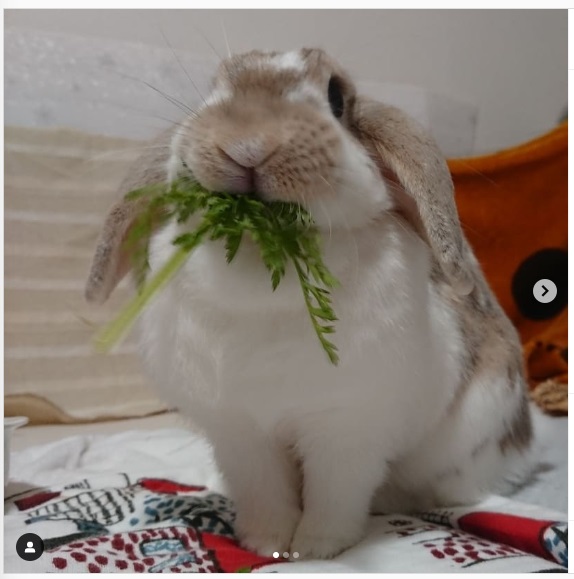 うさぎ畑,ユーザーフォト,Instagram