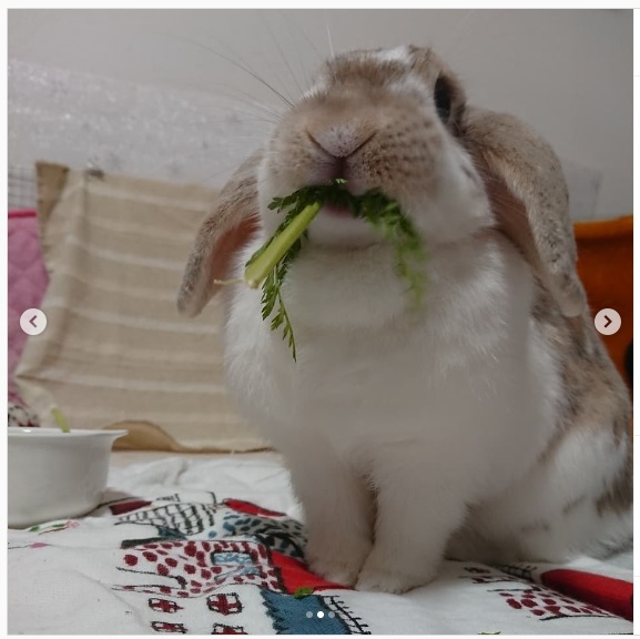 うさぎ畑,ユーザーフォト,Instagram